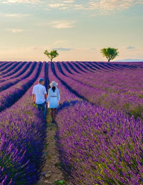 Provence, Lavanta tarlası Fransa, Valensole Platosu, Lavanta Platosu, Provence, Güney Fransa