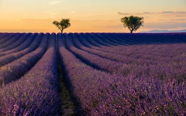 Provence, Lavanta tarlası gün batımında Valensole Platosu Provence Fransa Avrupa 'da lavanta tarlaları açıyor. 