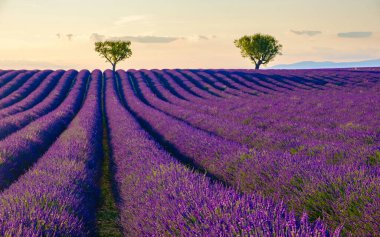 Provence, Lavanta tarlası, Valensole Platosu Provence Fransa lavanta tarlaları. Avrupa. 