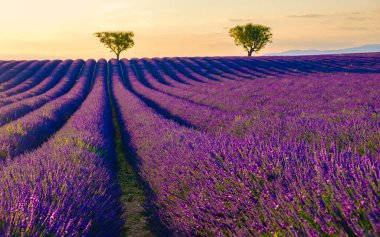 Provence, Lavanta tarlası gün batımında Valensole Platosu Provence Fransa Avrupa 'da lavanta tarlaları açıyor. 