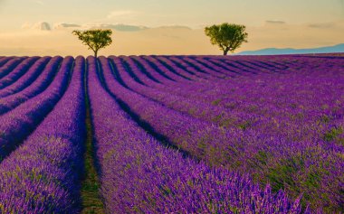 Provence, Lavanta tarlası gün batımında Valensole Platosu Provence Fransa Avrupa 'da lavanta tarlaları açıyor. 
