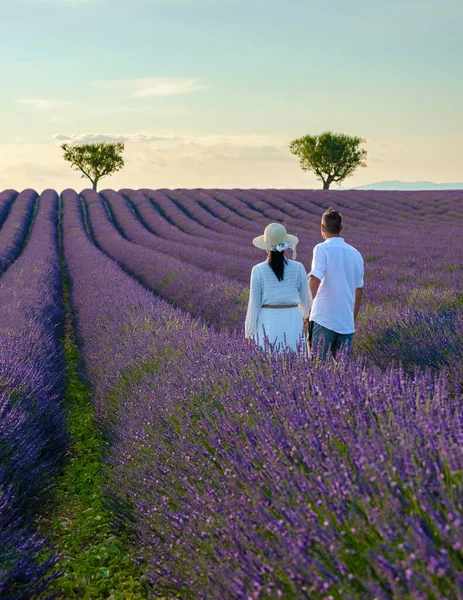 Provence, Lavanta tarlası Fransa, Valensole Platosu, Lavanta Platosu, Provence, Güney Fransa