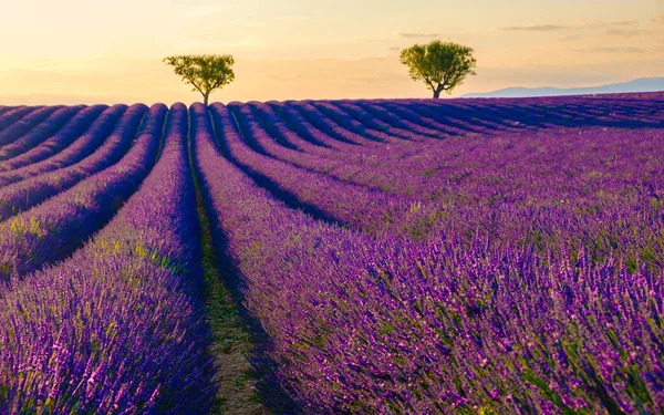 Provence, Lavanta tarlası gün batımında Valensole Platosu Provence Fransa Avrupa 'da lavanta tarlaları açıyor. 