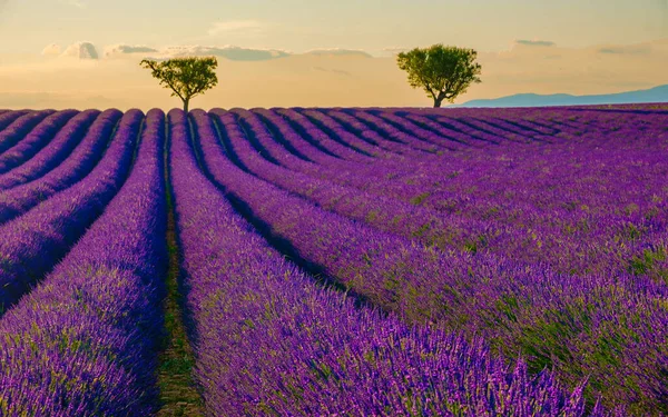 stock image Provence, Lavender field at sunset, Valensole Plateau Provence France blooming lavender fields in Europe. 