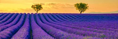 Provence, Lavanta tarlası, Valensole Platosu Provence Fransa lavanta tarlaları. Avrupa.