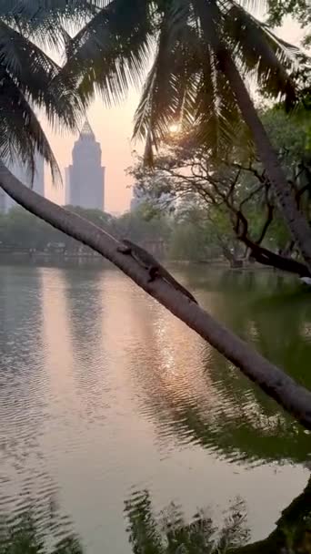 Wasserwächter Varan Lumpini Park Bangkok Thailand Mit Einem Luftverschmutzten Himmel — Stockvideo