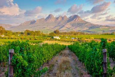 Güney Afrika Cape Town yakınlarındaki Stellenbosch 'ta dağlarla birlikte günbatımında üzüm bağı manzarası. Üzüm bağında şarap üzümleri,