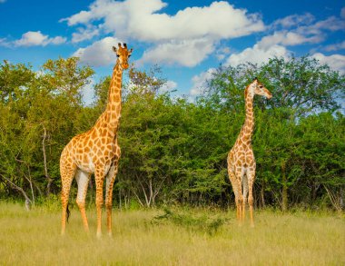Giraffe in the bush of Kruger national park South Africa. Giraffe at dawn in Kruger park South Africa