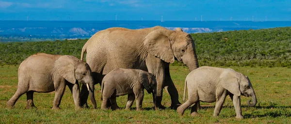 Baignade Éléphants Addo Elephant Park Afrique Sud Famille Éléphants Dans — Photo