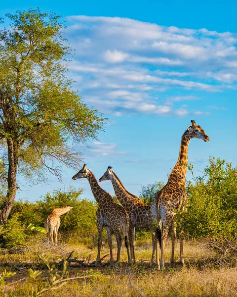 stock image Giraffe in the bush of Kruger national park South Africa. Giraffe at dawn in Kruger park South Africa