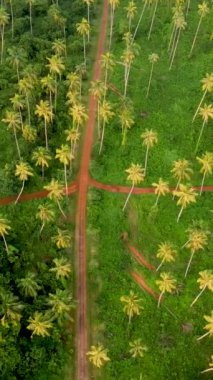 Akşamları Koh Mak Tayland tropikal adasında yüksek yeşil palmiye ağaçları, Hindistan cevizi ağaçlarının üzerinde insansız hava aracı manzarası