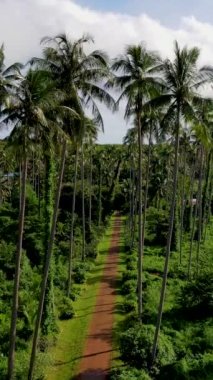 Akşamları Koh Mak Tayland tropikal adasında yüksek yeşil palmiye ağaçları, Hindistan cevizi ağaçlarının üzerinde insansız hava aracı manzarası