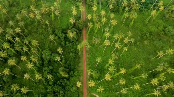 Ψηλό Υψηλό Πράσινο Φοίνικες Στο Τροπικό Νησί Της Koh Mak — Αρχείο Βίντεο