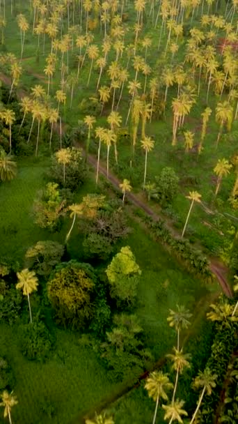 Altas Palmeras Verdes Altas Isla Tropical Koh Mak Tailandia Por — Vídeo de stock