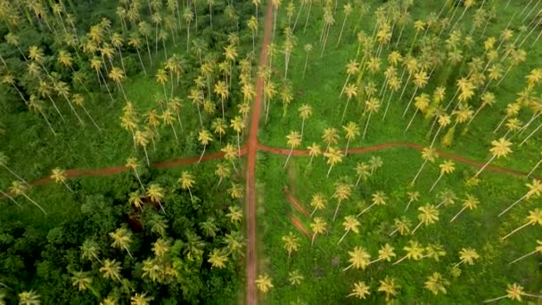 Vysoké Vysoké Zelené Palmy Tropickém Ostrově Koh Mak Thajsko Večerních — Stock video