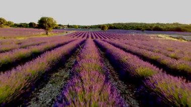 Provence, Lavanta tarlası, Valensole Platosu Provence Fransa lavanta tarlaları. Yaz boyunca Avrupa