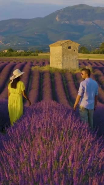 Provence Lavender Mező Franciaország Valensole Fennsík Egy Színes Levendulamező Provence — Stock videók