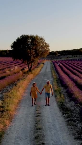 Provence Lavendelfeld Frankreich Valensole Plateau Ein Buntes Lavendelfeld Der Provence — Stockvideo