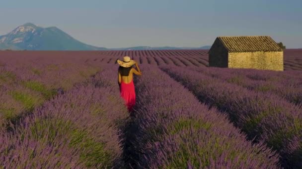 Prowansja Lavender Field Francja Valensole Plateau Kolorowe Pole Lawendy Prowansji — Wideo stockowe