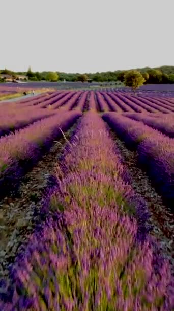 Provence Lavender Feltet Ved Solnedgang Valensole Plateau Provence Frankrike Blomstrende – stockvideo