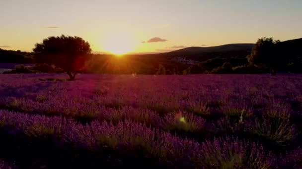 Provence Lavendelfält Vid Solnedgången Valensole Platå Provence Frankrike Blommar Lavendelfält — Stockvideo