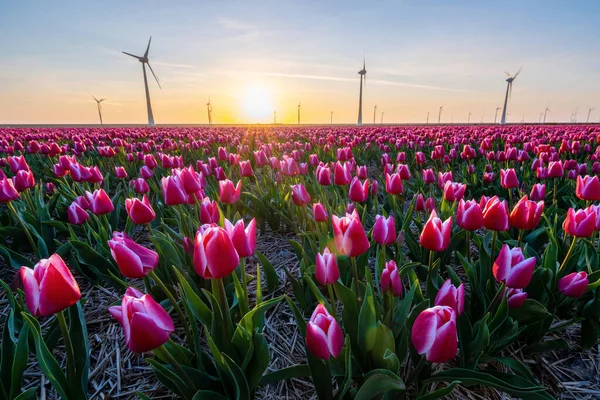 Günbatımında Yel Değirmeni Parkı Hollanda Avrupa Lale Çiçekleriyle Yeşil Tarla — Stok fotoğraf