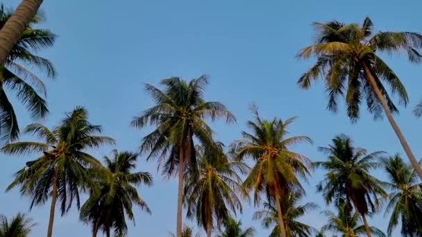 泰国Koh Lanta有蓝天的棕榈树和云彩 日落时空中的绿色棕榈树 — 图库视频影像