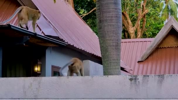 Raila Plajı Ndaki Krabi Tayland Bir Tatil Köyündeki Maymunlar — Stok video