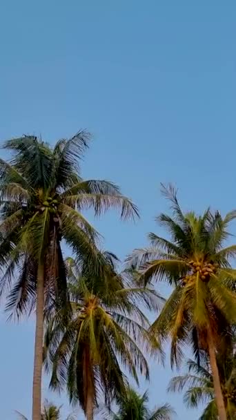 Mavi Gökyüzü Olan Palmiye Ağaçları Koh Lanta Tayland Bulutlar Gökyüzünde — Stok video