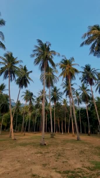 Пальмові Дерева Блакитним Небом Хмарами Кох Ланта Таїланд Зелена Пальма — стокове відео