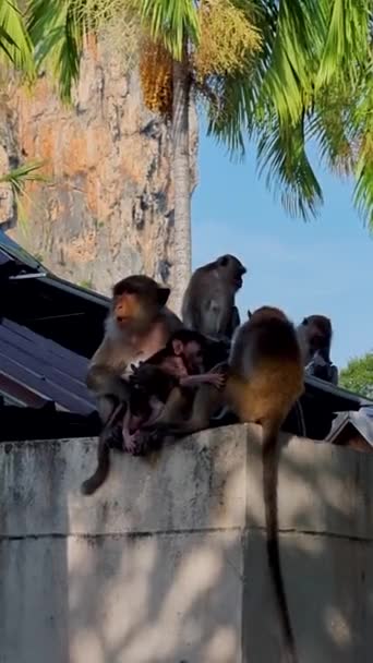 Macacos Resort Tropical Raila Beach Krabi Tailândia — Vídeo de Stock