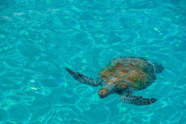 Curacao adasında deniz kaplumbağaları ve yukarıdan gelen temiz su. Curacao. 