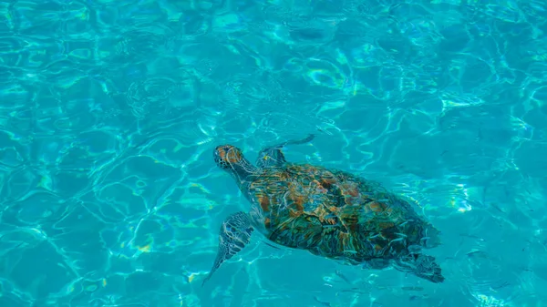 Żółwie Morskie Wyspie Curacao Czystą Wodą Góry Curacao — Zdjęcie stockowe