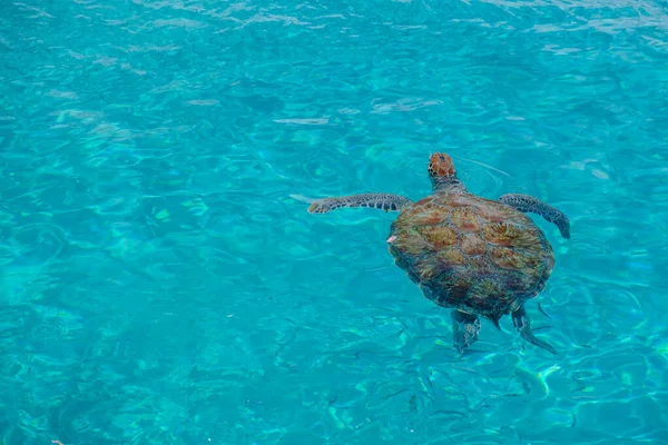 Merikilpikonnia Curacao Saarella Kirkkaalla Vedellä Ylhäältä Curacao — kuvapankkivalokuva