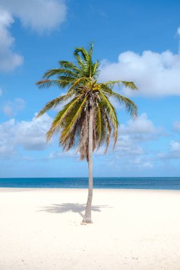 Palm Beach Aruba Karayipleri, Aruba Antilleri 'nde palmiye ağaçları ve mavi bir okyanusla beyaz kumlu plaj..