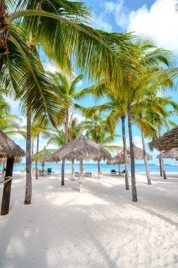 Palm Beach Aruba Karayip Adası, Aruba Antilleri 'nde palmiye ağaçları olan beyaz kumlu plaj..