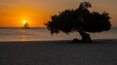 Günbatımında Aruba 'da Eagle Beach' in kıyısında Divi Divi Ağaçları ve okyanusta güneş gören bir yelkenli.,