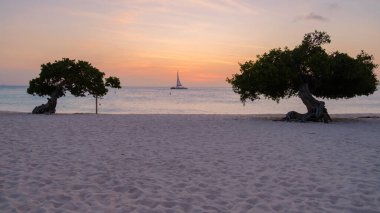 Günbatımında Aruba 'da Eagle Beach' in kıyısında Divi Divi Ağaçları ve okyanusta güneş gören bir yelkenli.,