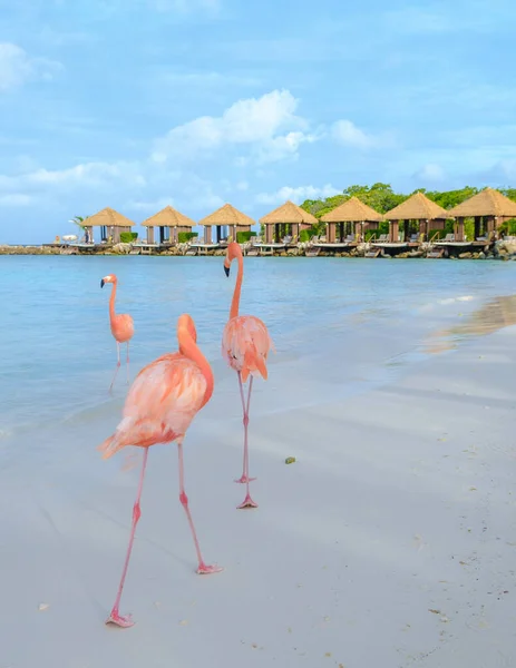 Różowe Flamingi Plaży Arubie Flamingi Plaży Arubie — Zdjęcie stockowe