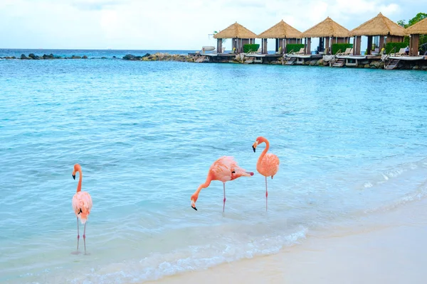아루바 해변에 분홍빛 플라밍고 아루바섬 카리브해의해 플라밍고 — 스톡 사진