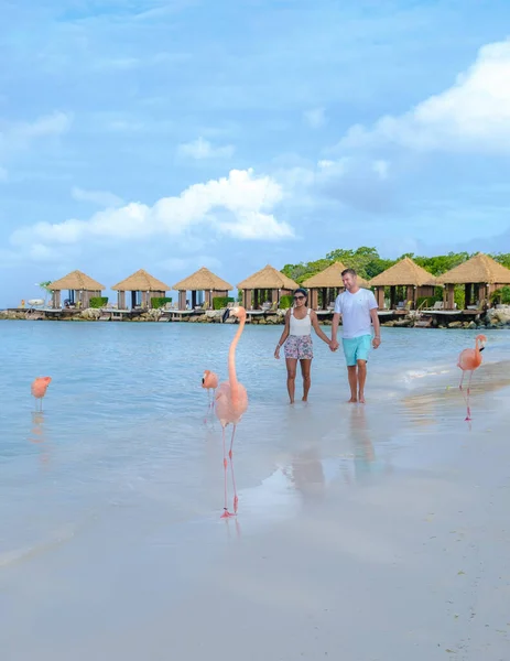 Plajda Pembe Flamingoları Olan Aruba Plajı Aruba Adası Karayipleri Nde — Stok fotoğraf
