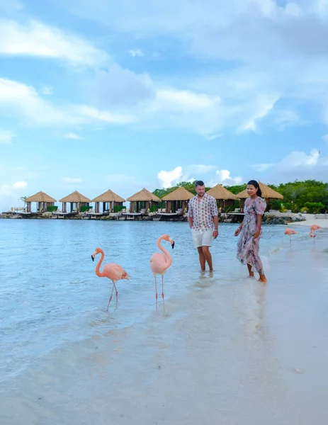 Aruba Strand Rózsaszín Flamingókkal Tengerparton Pár Férfi Parton Rózsaszín Flamingókkal — Stock Fotó