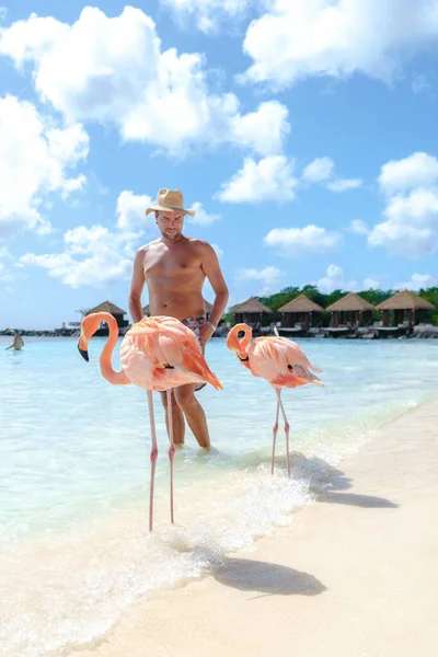 ビーチでピンクのフラミンゴとアルバビーチで帽子を持つ男性 アルバ島のビーチでフラミンゴカリブ海 — ストック写真
