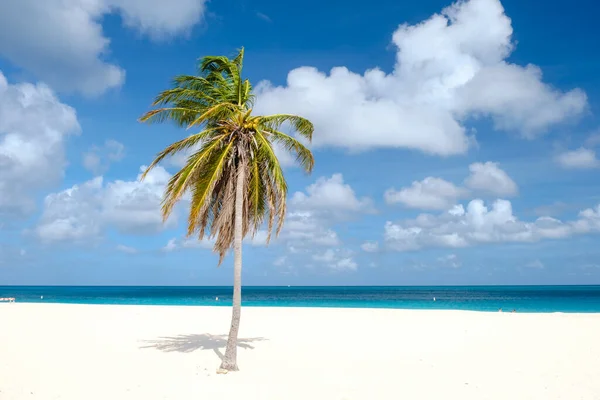 Palm Beach Aruba Caribbean Praia Areia Branca Com Palmeiras Nas — Fotografia de Stock