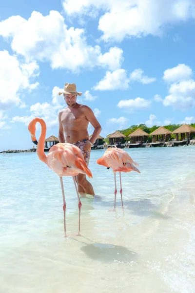 해변에 모자를 남자들 해변에 플라밍고들이 남자들 아루바 카리브해의 해변에 플라밍고들 — 스톡 사진