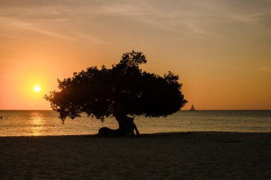 Eagle Beach Aruba, Divi Divi Trees Aruba 'daki Eagle Beach sahilinde gün batımında