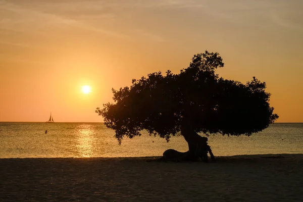 stock image Eagle Beach Aruba, Divi Divi Trees on the shoreline of Eagle Beach in Aruba at sunset