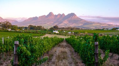 Güney Afrika Cape Town yakınlarındaki Stellenbosch 'ta dağlarla birlikte günbatımında üzüm bağı manzarası. Üzüm üzümleri üzüm bağında Batı Burnu Güney Afrika 'da