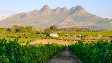 Güney Afrika Cape Town yakınlarındaki Stellenbosch 'ta dağlarla birlikte günbatımında üzüm bağı manzarası. Güney Afrika Burnu 'ndaki üzüm bağında şarap üzümleri