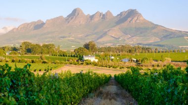 Vineyard landscape at sunset with mountains in Stellenbosch, near Cape Town, South Africa. wine grapes on the vine in the vineyard Western Cape South Africa during summer clipart